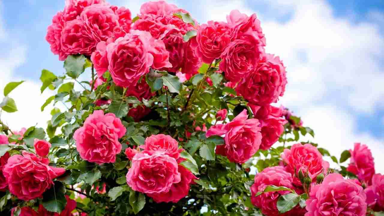 గులాబీ పువ్వులు ప్రేమకు మాత్రమే కాదు ఆరోగ్యానికి కూడా..! తెలిస్తే షాక్ అవుతారు..!