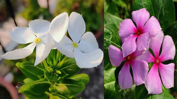 Sadabahar Flower: ఇదేదో పిచ్చిమొక్క అనుకుంటే మీకే నష్టం... ఈ పూలతో 100 రోగాలకు చెక్ ?