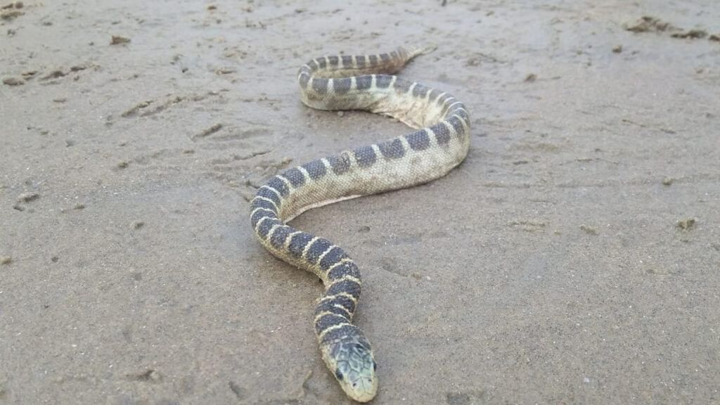 Sea Snake