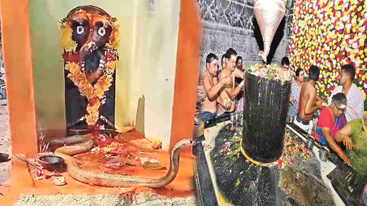 ఆలయంలో శివపార్వతుల కళ్యాణం.. పడగవిప్పి వీక్షించిన నాగుపాము..