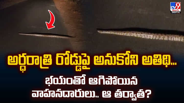 అర్ధరాత్రి రోడ్డుపై అనుకోని అతిథి.. భయంతో ఆగిపోయిన వాహనదారులు.. ఆ తర్వాత? అర్ధరాత్రి రోడ్డుపై అనుకోని అతిథి.. భయంతో ఆగిపోయిన వాహనదారులు.. ఆ తర్వాత?