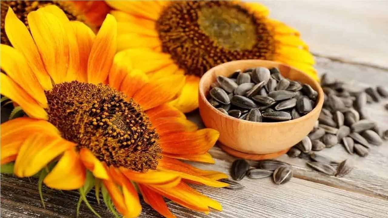 ఈ రోజుల్లో ఆరోగ్యాన్ని కాపాడుకోవడం చాలా ముఖ్యం. అందుకు పండ్లు, కూరగాయలతో పాటు వీలైనన్ని ఎక్కువ విత్తనాలను తీసుకోవాలని చెబుతున్నారు ఆరోగ్య నిపుణులు. వీటిలో పోషకాలు కూడా పుష్కలంగా ఉంటాయి. ఇవి శరీరానికి శక్తిని అందించడమే కాకుండా అనేక రకాల వ్యాధులను నివారించడంలో కూడా సహాయపడతాయి. పొద్దుతిరుగుడు విత్తనాలు ప్రోటీన్, విటమిన్లు, ఖనిజాలు, యాంటీఆక్సిడెంట్లు వంటి ముఖ్యమైన పోషకాలు కలిగి ఉంటాయి. రోజువారీ ఆహారంలో పొద్దుతిరుగుడు విత్తనాలను తీసుకోవడం వల్ల అనేక రకాల ఆరోగ్య సమస్యల నుంచి రక్షణ కలుగుతుందని ఆరోగ్య నిపుణులు అంటున్నారు. అవేంటో ఇక్కడ తెలుసుకుందాం..