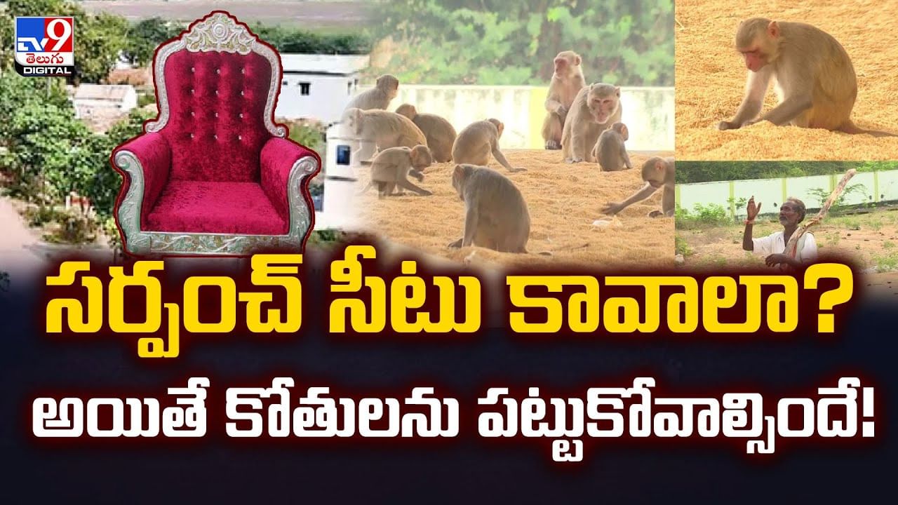 సర్పంచ్‌ సీటు కావాలా?  అయితే కోతులను పట్టుకోవాల్సిందే
