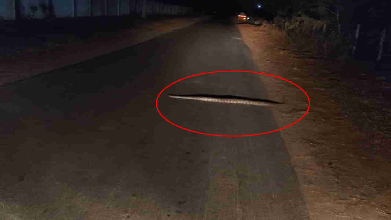 Telangana: నడ్డిరోడ్డుపై అనుకోని అతిధి.. చూసి షాకైన వాహనదారులు.. 20 నిమిషాల తర్వాత.!