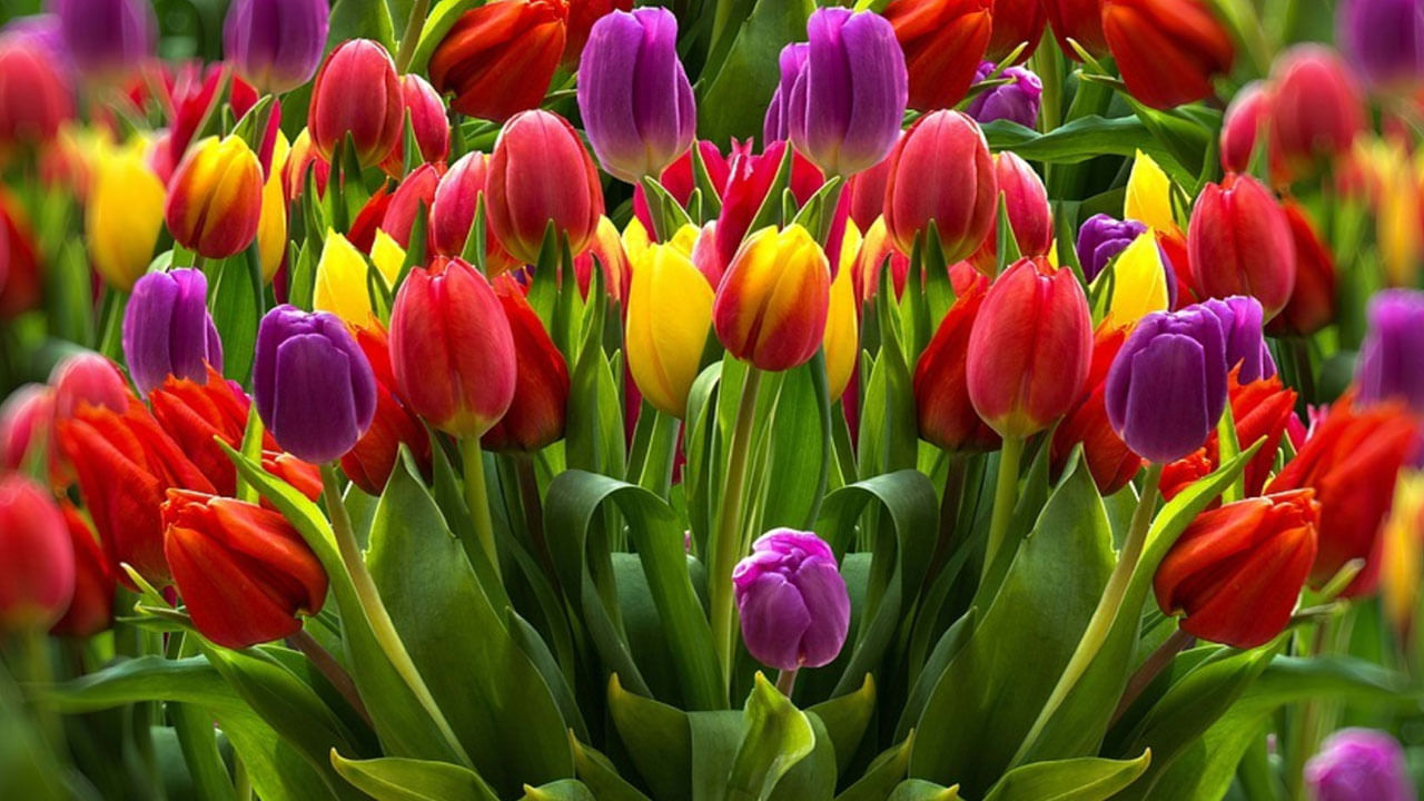 తులిప్స్   తులిప్స్ పూలను ఇష్టపడని వారే ఉండరు. ఈ పూలను మీ ప్రియురాలికి బహుమతిగా ఇస్తే ఆమె ఆనందం మాటల్లో చెప్పలేం. అంతేకాకుండా ఈ రంగు రంగుల తులిప్స్ మీలోని ఉద్వేగభరితమైన ప్రేమను సూచిస్తాయంట. అందువలన ఈ పూలను మీ లవర్‌కు ఇచ్చి సర్ప్రైజ్ చేయొచ్చు.
