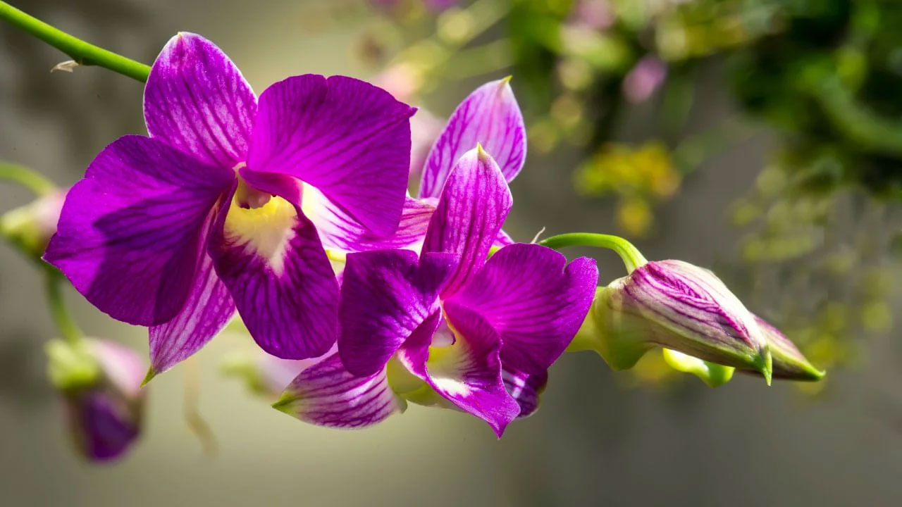 ఆర్కిడ్లు   ఈ పూలు మీ ప్రమే, అప్యాయతకు చిహ్నం అంటుంటారు. అందువలన గులాబీలను కాకుండా ఈ పూలను మీ ప్రియురాలికి ఇస్తే ఆమె చాలా సంతోషపడుతుంది.