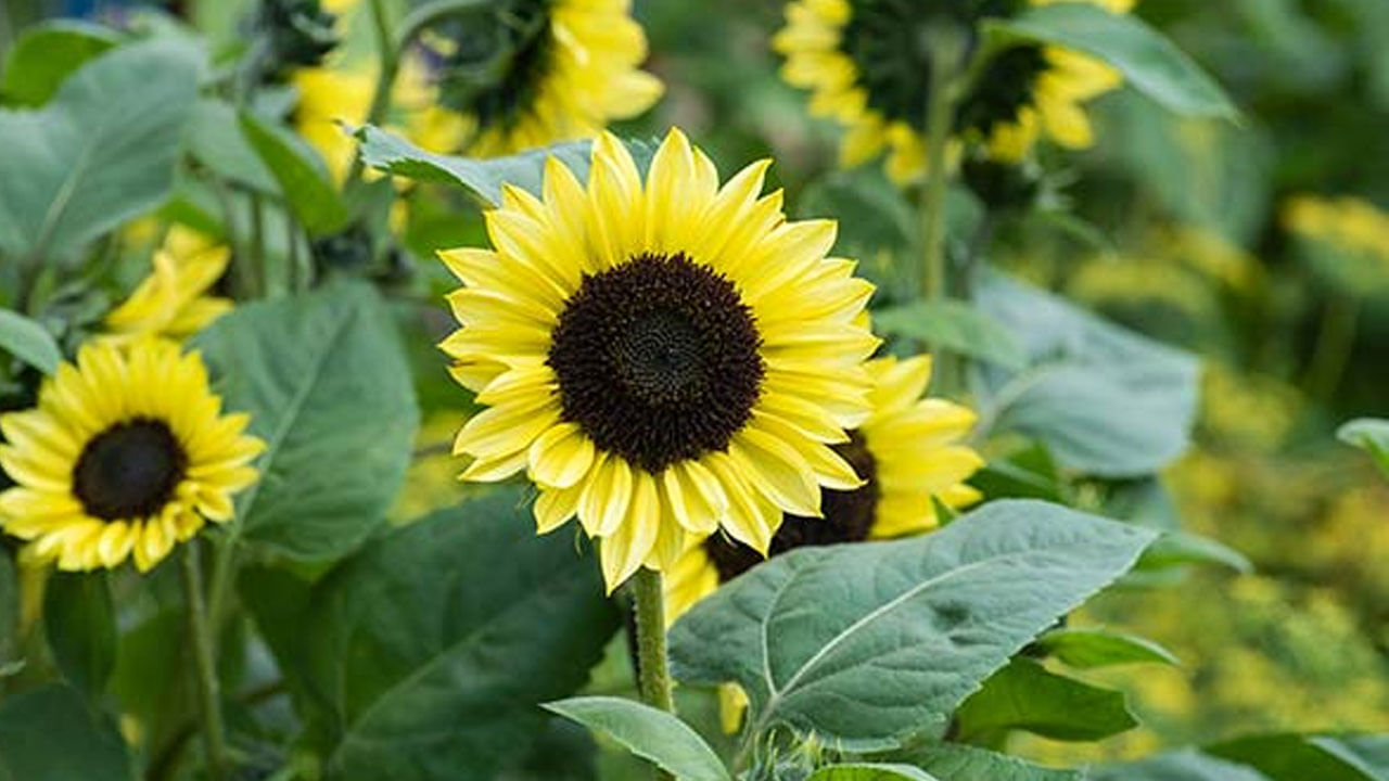 సూర్యకాంతాలు  ఈ పూలు చాడటానికి చాలా అందంగా ఉంటాయి. వీటిని మీ ప్రియురాలికి బహుమతిగా ఇస్తే ఆమె చాలా సంతోషపడటమే కాకుండా మీపై మరింత ప్రేమను పెంచుకుంటుంది.