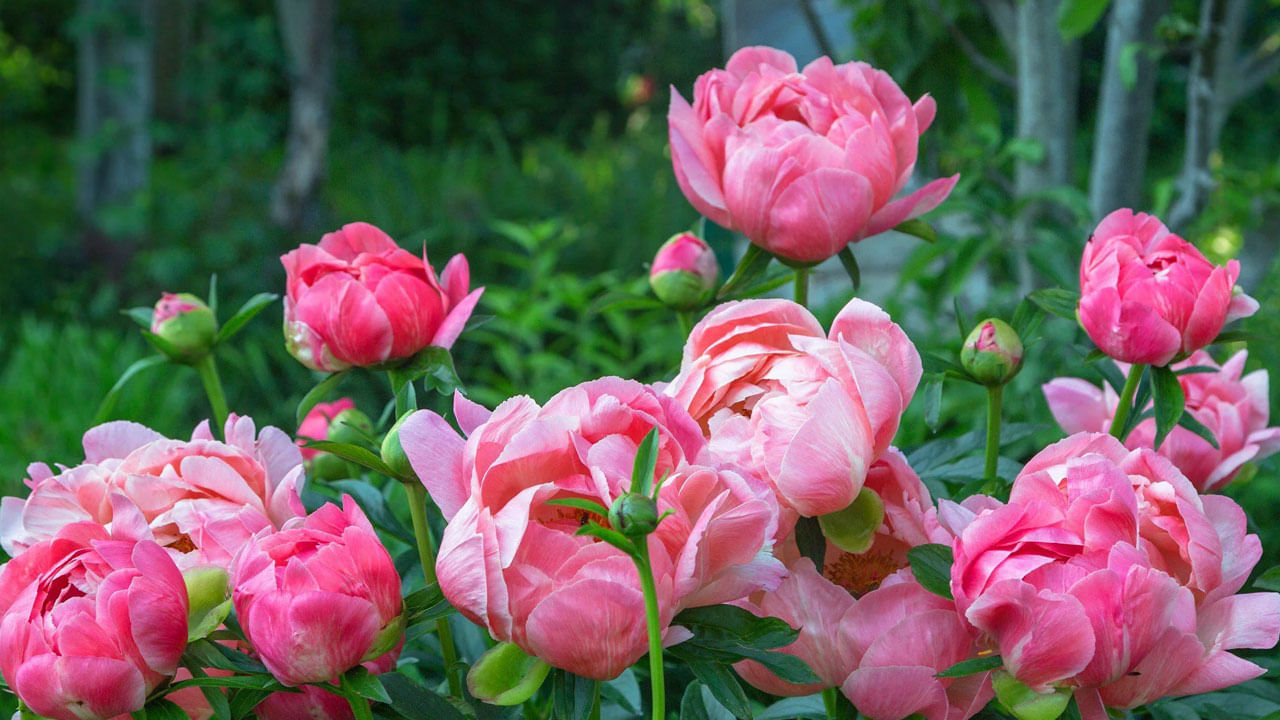 పియోనీలు  ఈ పూలు మంచి సువాసనను వెదజల్లుతాయి. అంతే కాకుండా, వీటిని రొమాన్స్‌కి సింబాలిక్ పూలని కూడా అంటారు. అందువలన ఈ పూలను మీ లవర్‌కు ఇచ్చి మీకు ఆమెపై ఉన్న ప్రేమను తెలియజేయవచ్చు.