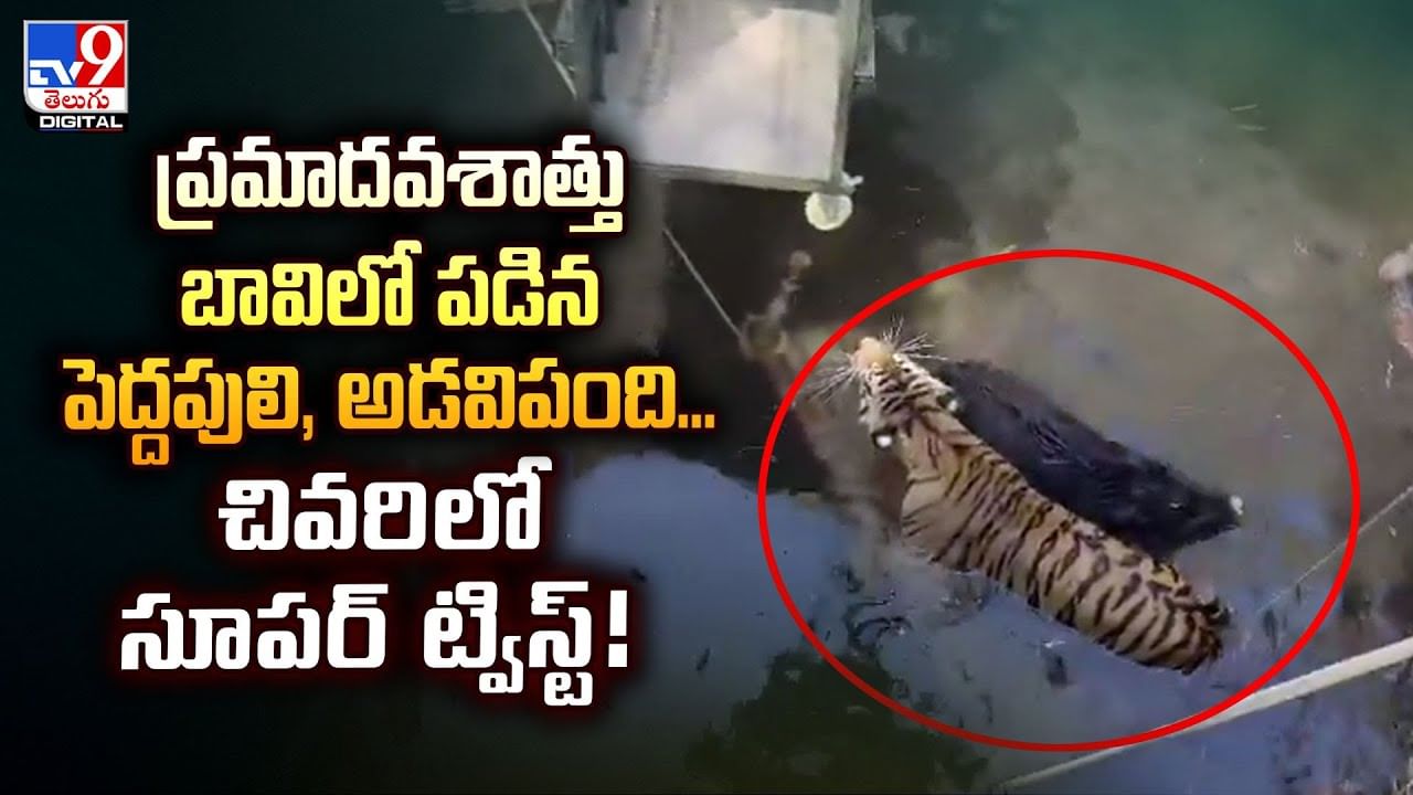 ప్రమాదవశాత్తు బావిలో పడిన పెద్దపులి, అడవిపంది... చివరిలో సూపర్‌ ట్విస్ట్‌