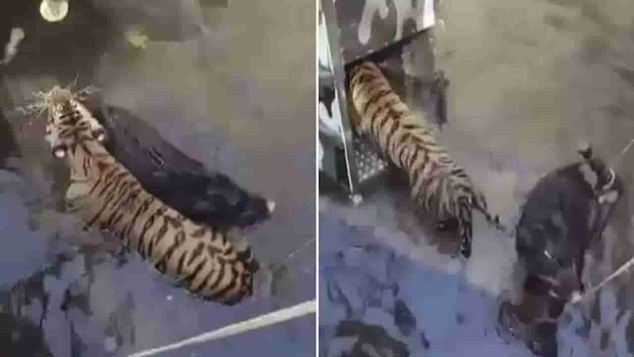 Viral Video : వేటాడుతుండగా.. బావిలో పడ్డ పులి, అడవి పంది.. చివరికి ఏమైందంటే.?