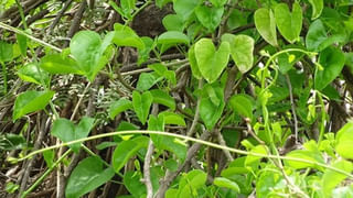 క్యారెట్ తినడం వల్ల కలిగే అద్భుతమైన ఆరోగ్య ప్రయోజనాల గురించి మీకు తెలుసా..?