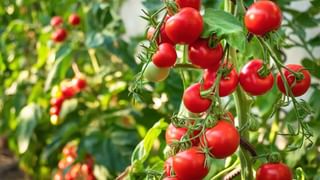 Food Combinations: ఈ పండ్లు, కూరగాయలు కలిపి తిన్నారో.. నేరుగా యమలోకానికి టికెట్‌ కన్ఫార్మ్‌ అయిపోద్ది! జర భద్రం