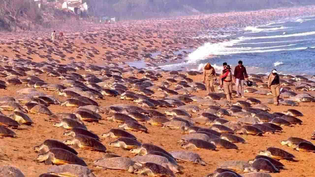 Odisha: చల్లని వెన్నెల్లో.. ఇసుక తెన్నెలపై.. గుడ్లు పెట్టేందుకొచ్చిన తాబేళ్ల దండు! తీరం నిండా లక్షల జీవాలు
