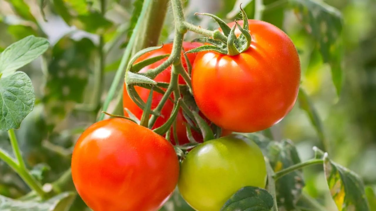 టొమాటోలు కూడా ఖాళీ కడుపుతో తినకూడదు. వీటిలో టానిక్ యాసిడ్ ఉంటుంది. ఇది కడుపులో స్రవించే యాసిడ్‌తో కలిసి హాని కలిగిస్తుంది. టొమాటోలను వండిన తర్వాత లేదా ఇతర ఆహారాలతో కలిపి తీసుకోవడం మంచిది.