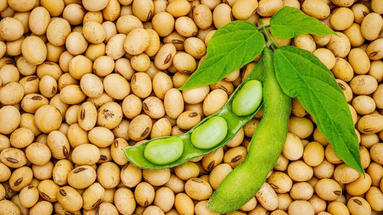 100 గ్రాముల సోయాబీన్స్‌లో 36 గ్రాముల ప్రోటీన్ ఉంటుంది. సోయాబీన్స్‌లో మొత్తం తొమ్మిది ముఖ్యమైన అమైనో ఆమ్లాలు ఉంటాయి. ఇవి శరీరానికి చాలా అవసరం. సోయాబీన్స్‌ను కాల్చి లేదా ఉడకబెట్టి తినవచ్చు. వివిధ రకాల వంటకాలలో కూడా ఉపయోగించవచ్చు.