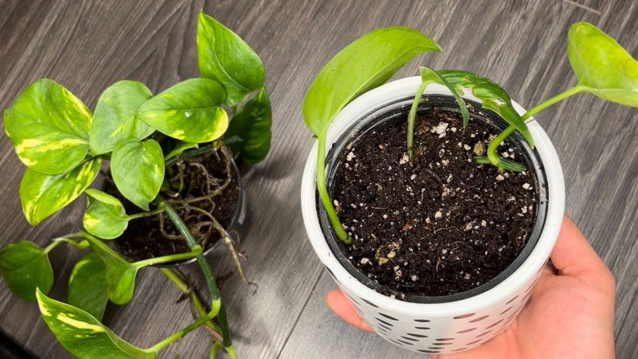 మనీ ప్లాంట్ను పెంచడం చాలా సులభం. దీనికి ప్రత్యేక శ్రద్ధ అవసరం లేదు. తక్కువ నీరు, నీడ ఉన్న ప్రదేశంలో కూడా ఇది చక్కగా పెరుగుతుంది. బిజీగా ఉండే వారు కూడా ఈ చెట్టును ఈజీగా పెంచవచ్చు.