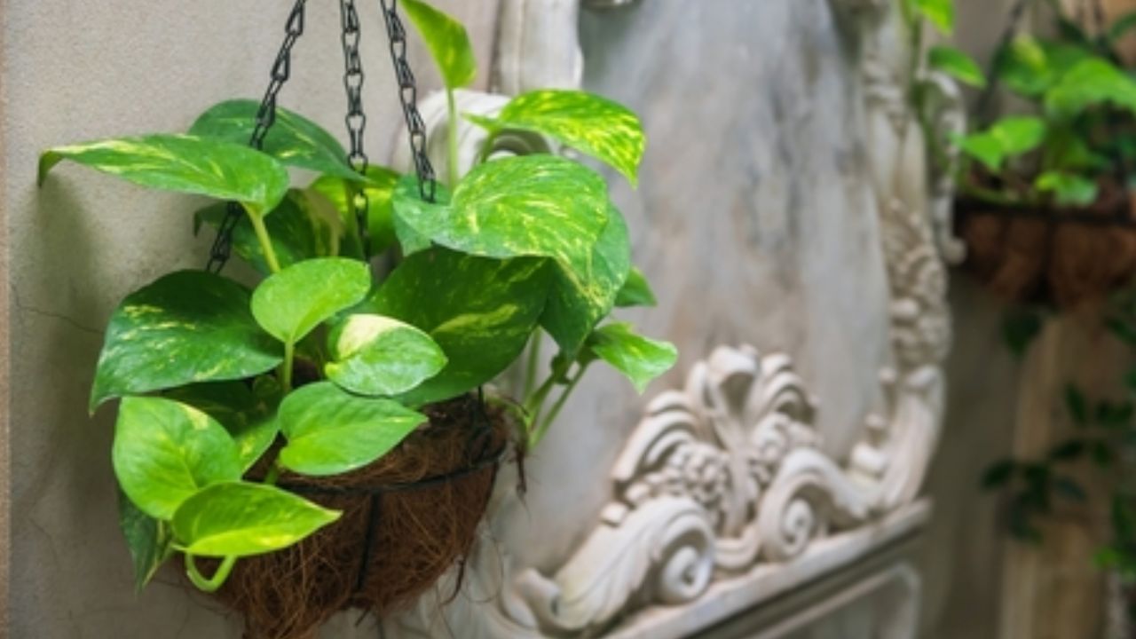 మనీ ప్లాంట్ వృద్ధికి, అభివృద్ధికి చిహ్నంగా పరిగణించబడుతుంది. ఇది ఇంట్లో ఉండటం శుభప్రదమని నమ్ముతారు. ఇది మీ జీవితంలో సానుకూల మార్పులకు సూచనగా నిలుస్తుంది. మీరు మీ ఇంటిలో మనీ ప్లాంట్ను ఉంచాలని ఆలోచిస్తున్నట్లయితే ఈ ప్రయోజనాలను పరిగణించండి. ఇది మీ ఇంటికి మరియు మీ ఆరోగ్యానికి గొప్ప సానుకూలతను అందిస్తుంది.