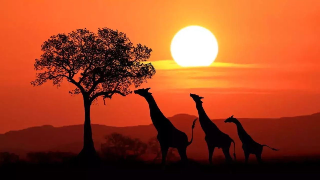 దక్షిణాఫ్రికాలో బిగ్ ఫైవ్‌ను చూడాలనుకునేవారికి వీసా ప్రక్రియ ఇప్పుడు సులభతరం కానుంది. కొత్త ట్రస్టెడ్ టూర్ ఆపరేటర్ స్కీమ్ (TTOS) ద్వారా భారతీయులు, చైనీయులకు వీసా ఆమోదాలు వేగంగా జరుగుతాయి. భారతదేశం నుండి నేరుగా విమానాలు కూడా త్వరలో అందుబాటులోకి రానున్నాయి.