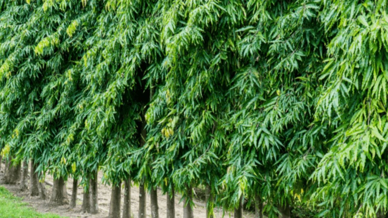 ఇంటికి ప్రధాన ద్వారం వద్ద అశోక వృక్షాలను నాటడం వాస్తు శాస్త్రం ప్రకారం ఎంతో శుభప్రదం. ఈ వృక్షాలు ఇంటిలో ధననిక్షేపాన్ని పెంచుతాయి. అదేవిధంగా ఈశాన్య దిశలో చెత్త పేరుకుపోకుండా చూడాలి. అక్కడ భారీ వస్తువులను ఉంచకూడదు.