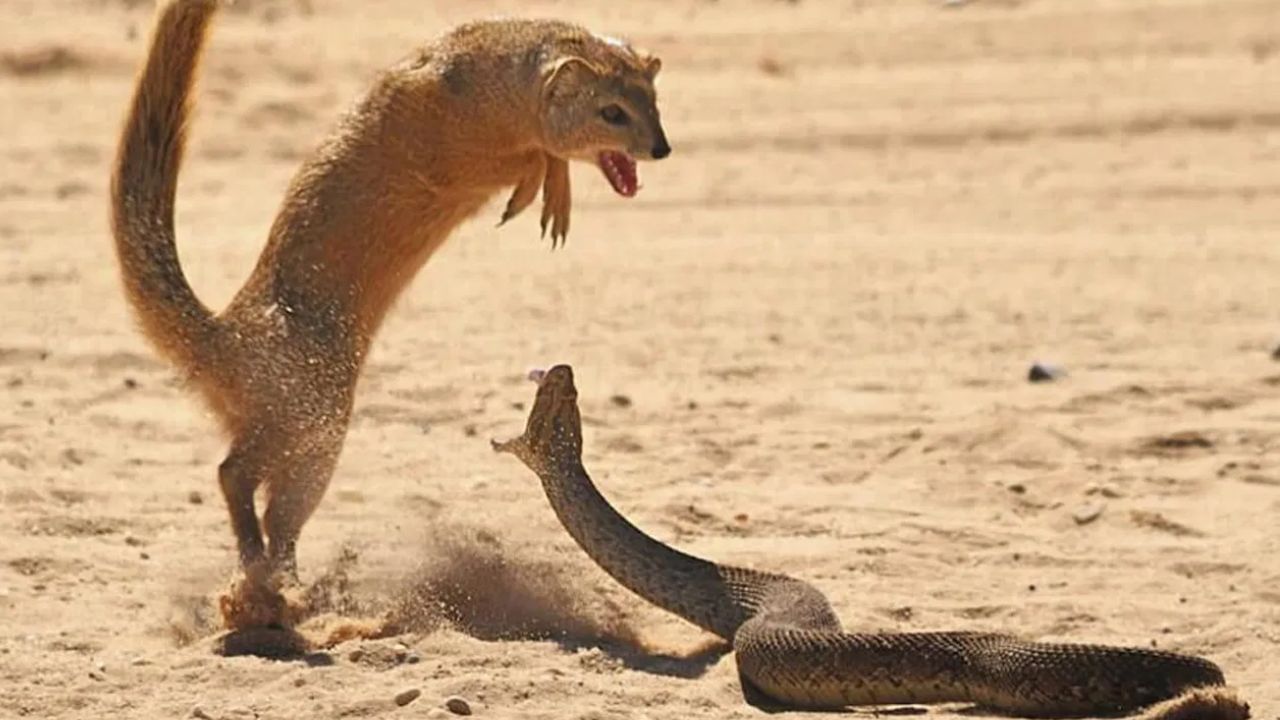 పాముతో పోరాడే జంతువు అంటే చాలా మందికి ముంగిసే గుర్తుకొస్తుంది. ముంగిస పాముతో భయపడకుండా పోరాడుతుంది. ఇది మెరుపు వేగంతో కదలడం వల్ల పాము దాన్ని కాటేయడానికి అవకాశం దొరకదు. పైగా ఒకవేళ పాము కాటేసినా, ముంగిస శరీరంలోని ప్రత్యేక నిరోధకశక్తి వల్ల అది ప్రమాదకరం కాకపోవచ్చు. జన్యుపరంగా దీని శరీరం పాము విషాన్ని తట్టుకునేలా ఉంటుంది. కానీ చాలా సార్లు కాటు తగిలితే మాత్రం ప్రాణాపాయం తప్పదు.