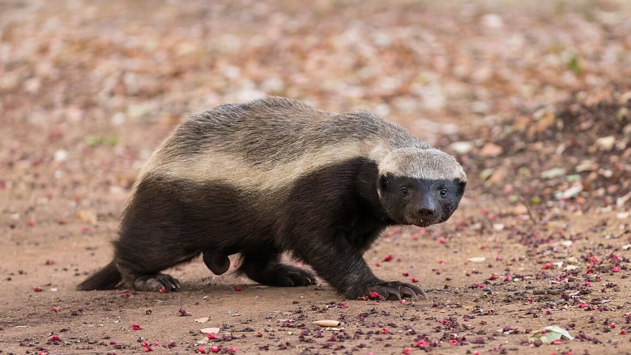 హనీ బ్యాడ్జర్ ఒకటి కాదు రెండు కాదు ఏ విష పాము కాటైనా తట్టుకునే అద్భుతమైన శక్తిని కలిగి ఉంటుంది. దీని శరీరంపై గట్టిగా ఉండే రోమాలు, దట్టమైన చర్మం వల్ల పాము విషం లోపలికి వెళ్లే అవకాశమే ఉండదు. ఒకవేళ విషం శరీరంలోకి ప్రవేశించినా ఇది కొంతసేపటికి తేరుకుని తిరిగి సాధారణంగా మారిపోతుంది. ఈ జంతువు పాములను చంపి తినడంలో కూడా దిట్ట.