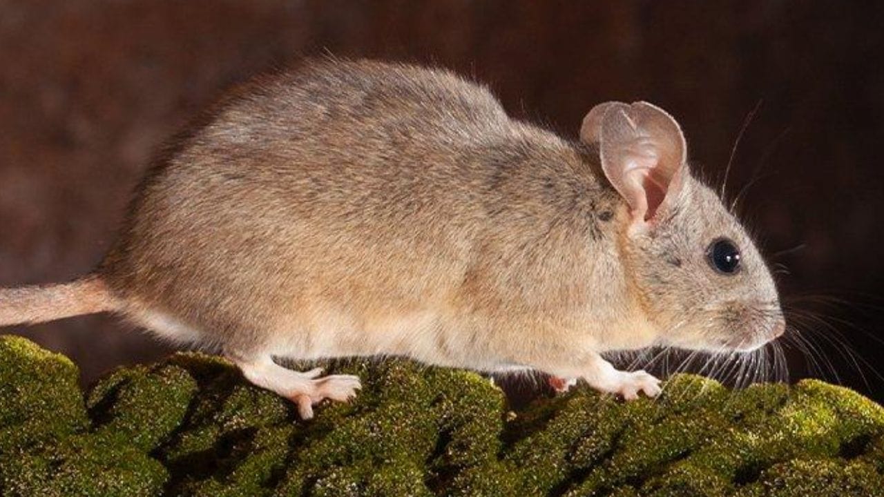 చెక్క ఎలుక కూడా పాము కాటుకు గురైనా అంత తేలిగ్గా ప్రాణాలు కోల్పోదు. దీని శరీర నిర్మాణంలో ఉండే కొన్ని ప్రత్యేకమైన లక్షణాల వల్ల పాము విషం ప్రభావం చూపించదు. అయితే పాములు కూడా దీన్ని వేటాడి తినేస్తాయి. అందుకే ఇవి పాముల సమీపంలో ఉండకుండా జాగ్రత్త పడతాయి.