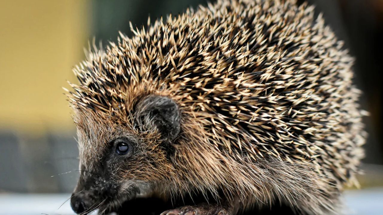 ఐరోపాలో కనిపించే ముళ్ల పంది పాము కాటుకు గురైనా ప్రాణాపాయం ఉండదు. దీని శరీరంపై గట్టిగా ఉండే ముళ్లవల్ల, పాము విషం లోపలికి చొచ్చుకుపోయే అవకాశమే ఉండదు. ఈ జంతువు చిన్నదిగా కనిపించినా ధైర్యం ఎక్కువగా ఉంటుంది. పాములను చూసినప్పటికీ భయపడదు.