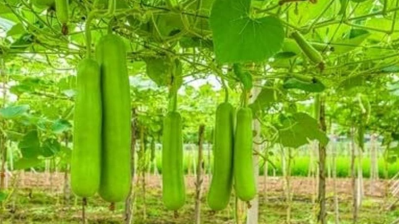 మన ఆహారపు అలవాట్లలో కూరగాయలను భాగం చేసుకోవడం చాలా ముఖ్యమైంది. వివిధ రకాల కూరగాయలు శరీరానికి అవసరమైన నారులను, ఖనిజాలను, విటమిన్లను అందిస్తాయి. ఆ కూరగాయలలో సొరకాయ కూడా ఒకటి. ఇది అనేక ఆరోగ్య ప్రయోజనాలు కలిగిస్తుంది. సొరకాయలో నారులు ఎక్కువగా ఉంటాయి. ఈ నారాలు పేగు ఆరోగ్యాన్ని మెరుగుపరచడమే కాకుండా మలబద్ధకం వంటి సమస్యలను నివారించడంలో కూడా సహాయపడతాయి. అంతేకాక సొరకాయ నీటిని అధికంగా కలిగి ఉండటంతో శరీరానికి తక్షణ శక్తి అందిస్తుంది. అంతేకాక ఇది అధిక రక్తపోటు ఉన్నవారికి చాలా ఉపయోగకరంగా ఉంటుంది. 