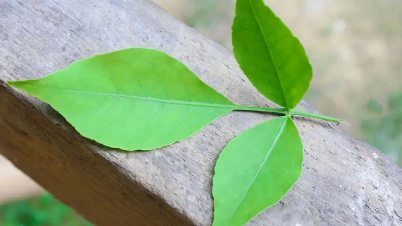 బిల్వ ఆకులను శరీరానికి లాభదాయకంగా ఉపయోగించుకోవడానికి కొన్ని సరళమైన మార్గాలు ఉన్నాయి. ప్రతిరోజూ 2-3 తాజా బిల్వ ఆకులను శుభ్రంగా కడిగి, ఖాళీ కడుపుతో నమలాలి. మరికొందరు బిల్వ ఆకులతో జ్యూస్ తయారు చేసుకుని తాగితే కూడా ఆరోగ్య ప్రయోజనాలు పొందవచ్చు. కొందరు వీటిని రాత్రి నీటిలో నానబెట్టి, ఉదయాన్నే ఆ నీటిని త్రాగడం ద్వారా మెరుగైన ఫలితాలు పొందుతారు. ఇందులోని అంశాలు నిపుణులు అందించిన సమాచారం ప్రకారం ఇక్కడ తెలియజేయడమైనది. ఆరోగ్యరీత్యా ఎలాంటి సమస్యలు ఉన్నానేరుగా వైద్య నిపుణులను సంప్రదించడం మంచిది.