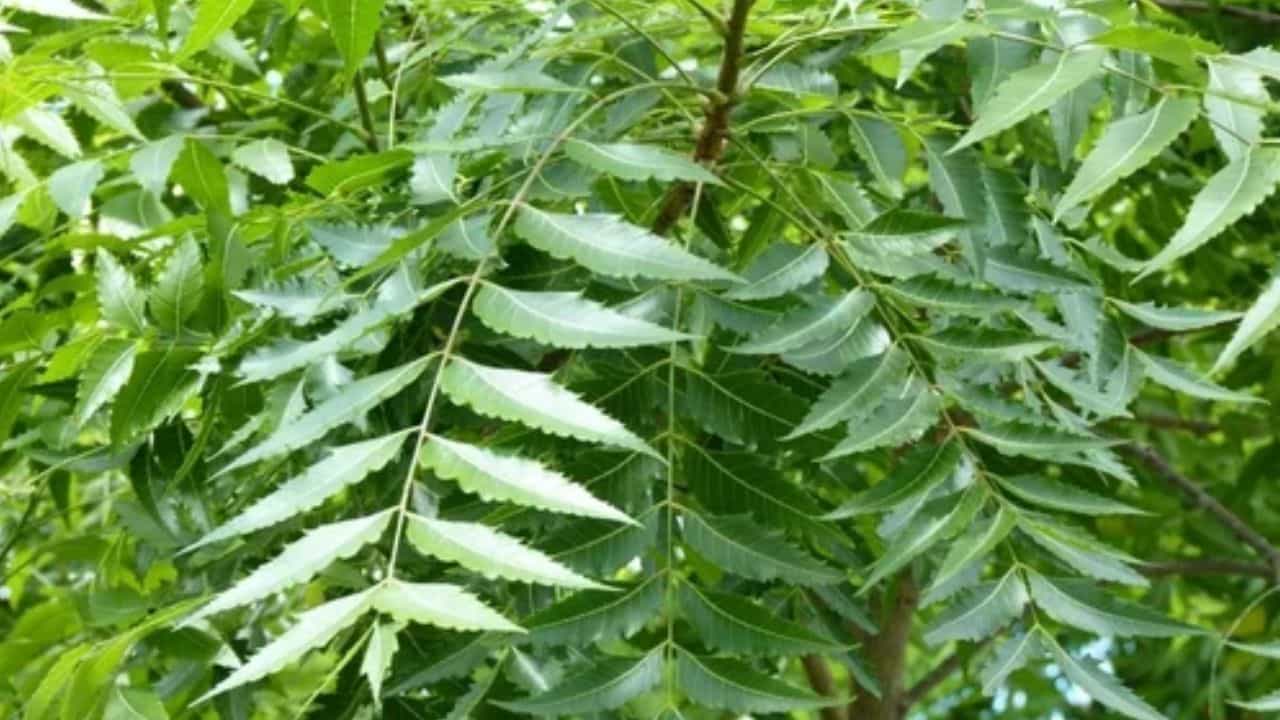 వేపాకు సహజమైన క్రిమిసంహారక లక్షణాలను కలిగి ఉండటంతో పురుగుల సమస్యను తొలగించగలదు. కొన్ని తాజా వేపాకులను బియ్యం డబ్బాలో ఉంచితే పురుగులు రావు. తాజా ఆకులు అందుబాటులో లేకుంటే ఎండిన వేపాకులను కూడా ఉపయోగించొచ్చు. 15 నుంచి 20 రోజులకు ఒక్కసారి ఆకులను మార్చితే మెరుగైన ఫలితాలు పొందొచ్చు.