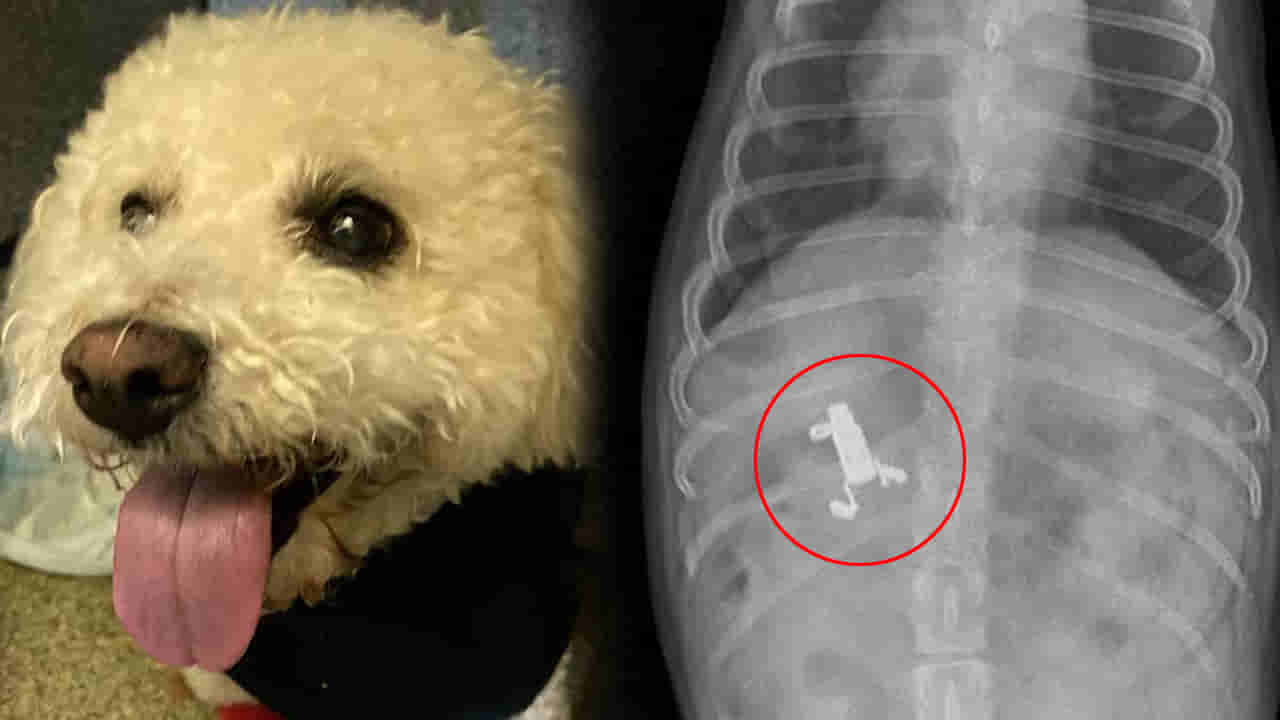 Viral: పెంపుడు కుక్క నడత మారింది.. విసుక్కుంటూ కనిపించింది.. డౌట్ వచ్చి ఎక్స్‌రే తీయగా