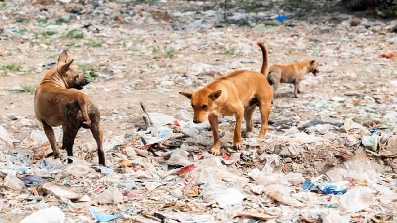 చెత్త కుప్ప చుట్టూ కుక్కల హడావిడి.. మేకల కాపరి వెళ్లి చూసేసరికి.. అమానుషం..!