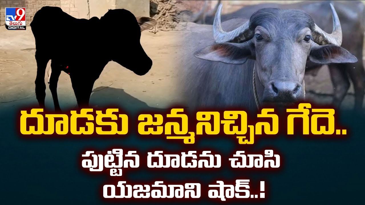 దూడకు జన్మనిచ్చిన గేదె..పుట్టిన దూడను చూసి యజమాని షాక్‌..!వీడియో