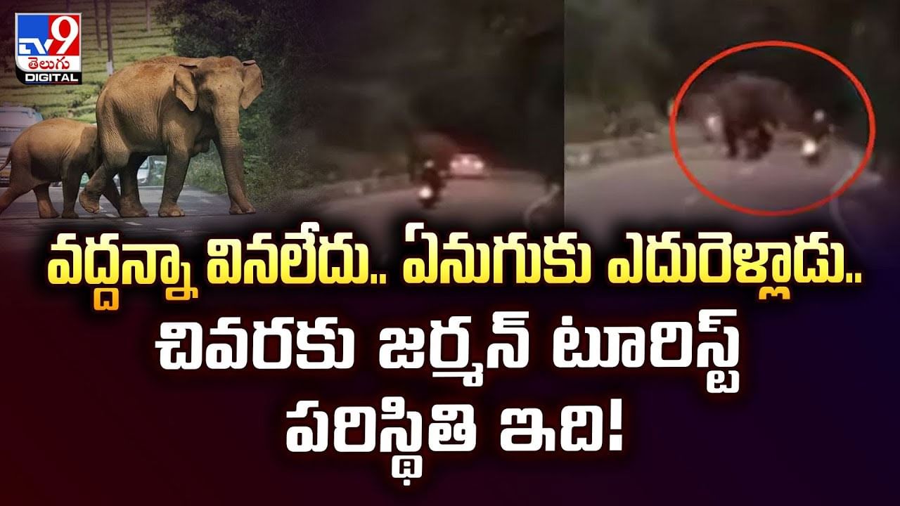 వద్దన్నా వినలేదు.. ఏనుగుకు ఎదురెళ్లాడు.. చివరకు జర్మన్ టూరిస్ట్ పరిస్థితి ఇది!వీడియో