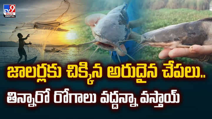 జాలర్లకు చిక్కిన అరుదైన చేపలు.. తిన్నారో రోగాలు వద్దన్నా వస్తాయ్ వీడియో జాలర్లకు చిక్కిన అరుదైన చేపలు.. తిన్నారో రోగాలు వద్దన్నా వస్తాయ్ వీడియో
