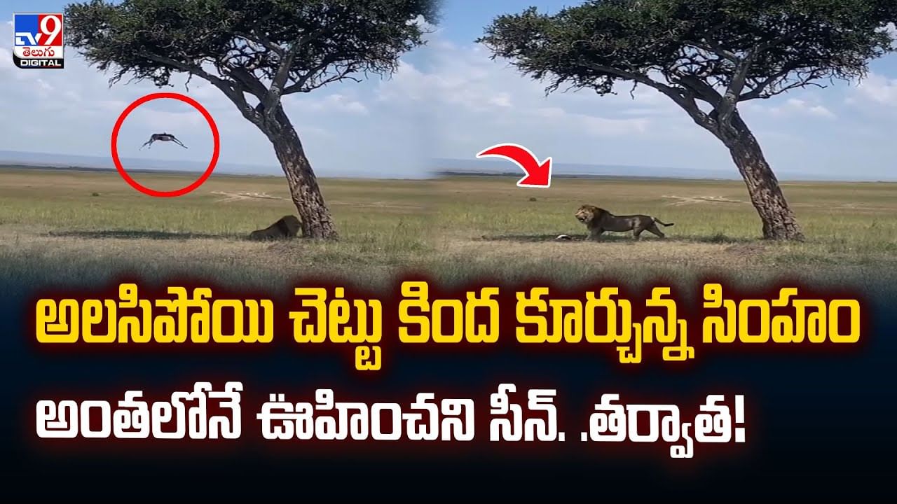 అలసిపోయి చెట్టు కింద కూర్చొన్న సింహం.. తర్వాత ఏం జరిగిందంటే వీడియో