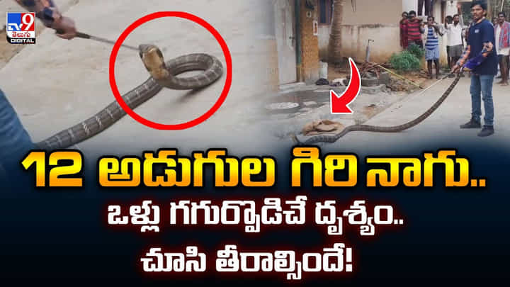 12 అడుగుల గిరి నాగు.. ఒళ్లు గగుర్పొడిచే దృశ్యం.. చూసి తీరాల్సిందే!వీడియో 12 అడుగుల గిరి నాగు.. ఒళ్లు గగుర్పొడిచే దృశ్యం.. చూసి తీరాల్సిందే!వీడియో