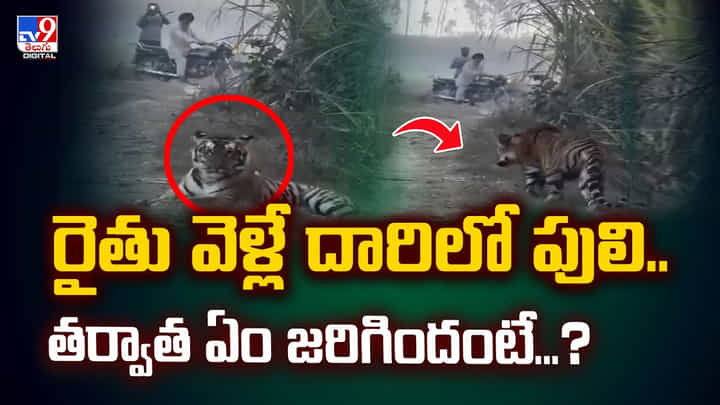 రైతు వెళ్లే దారిలో పులి.. తర్వాత ఏం జరిగిందంటే...?వీడియో రైతు వెళ్లే దారిలో పులి.. తర్వాత ఏం జరిగిందంటే...?వీడియో