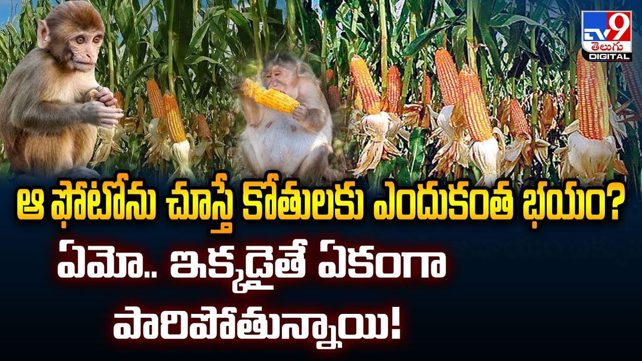 ఆ ఫోటోను చూస్తే కోతులకు ఎందుకంత భయం? వీడియో