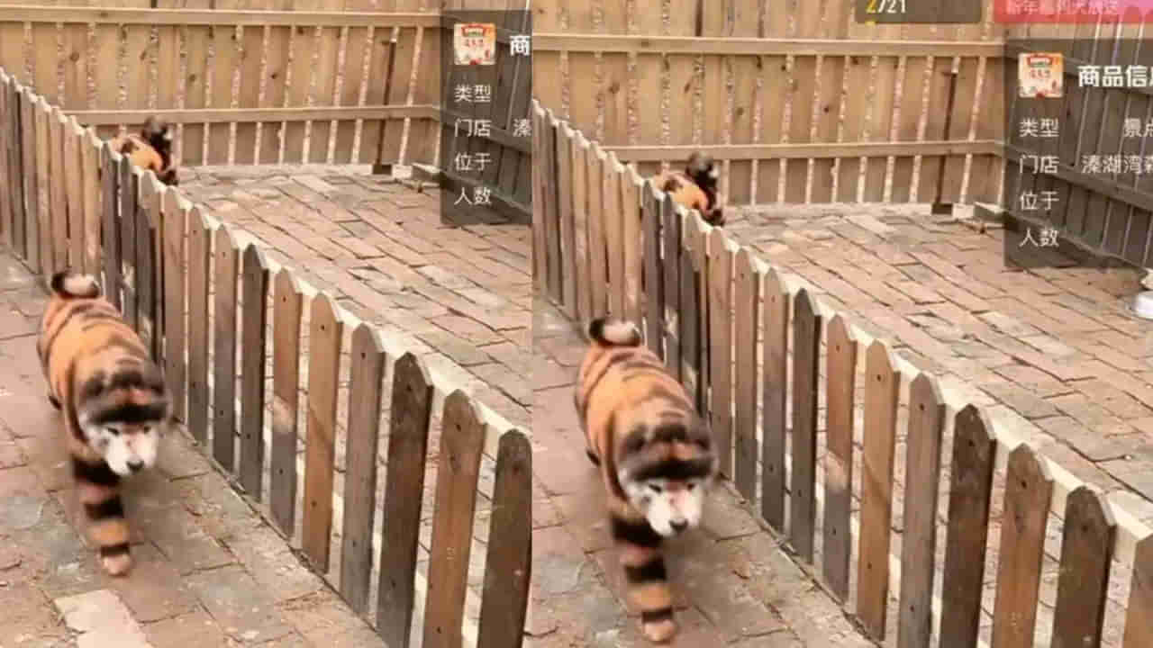 Watch: జూ నిర్వాకం.. కుక్కలకు రంగు వేసి పులుల్ల ప్రచారం.. మండిపడుతున్న ప్రజలు, పర్యాటకులు..