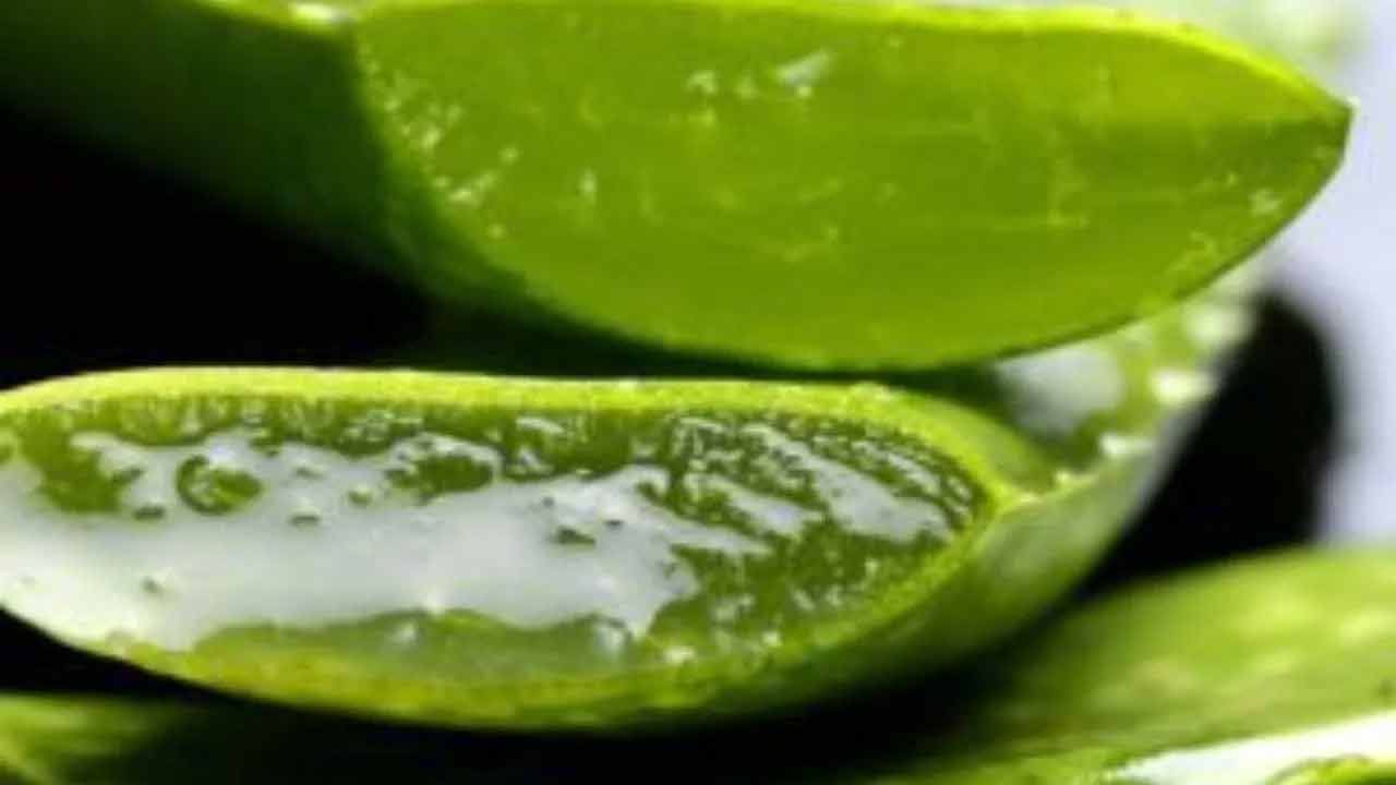 Aloe Vera 1