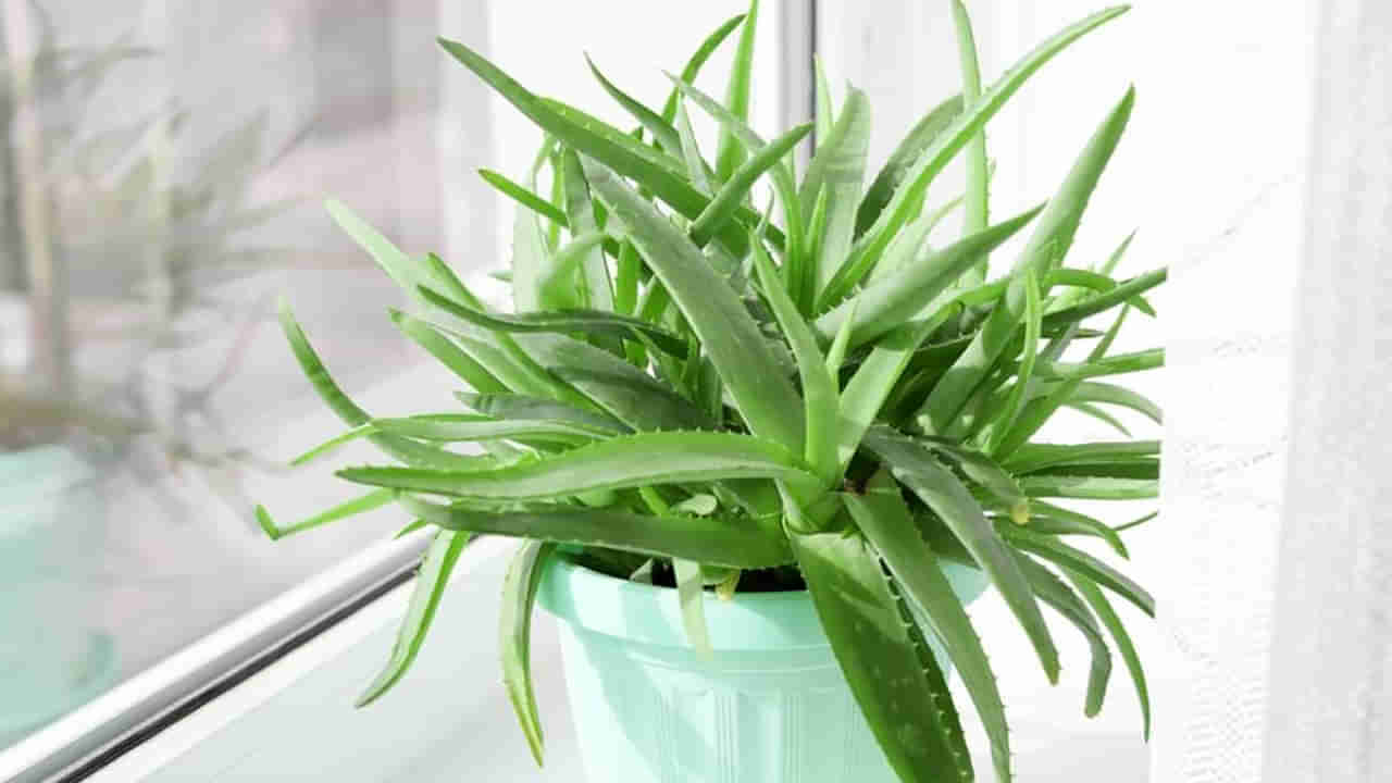 Vastu tips: మీ ఇంట్లో కలబంద మొక్కను పెంచుతున్నారా..? ఈ దిక్కున పెడితే సంపద వర్షం!!