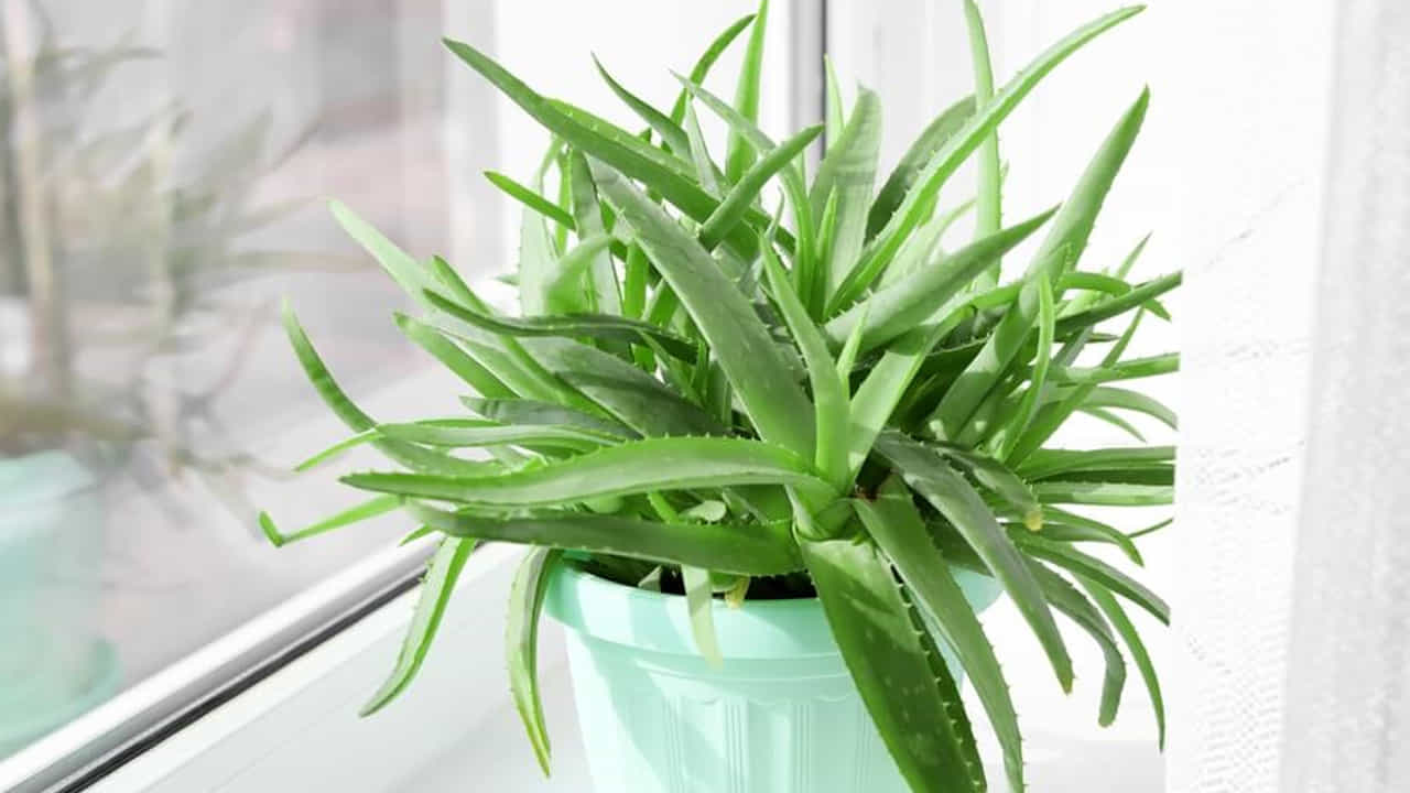 Aloe Vera Vastu Tips