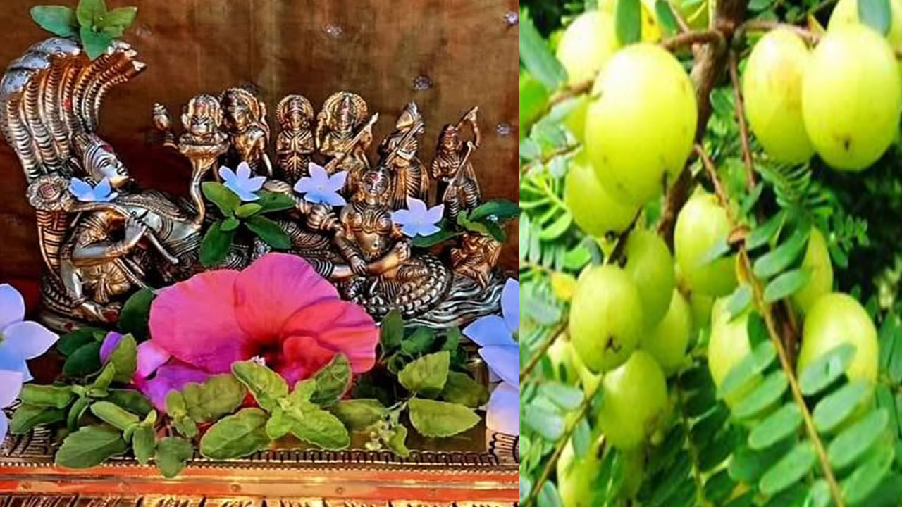 Amalaka Ekadashi 2025: అమలక ఏకాదశి రోజున విష్ణు పూజతో పాటు వీటిని దానం చేయండి.. గోదానం చేసిన ఫలితం.. సిరి సంపదలు మీ సొంతం..