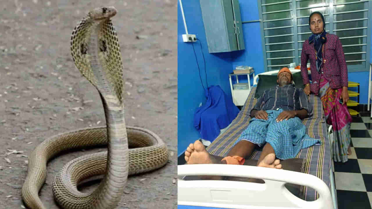 పాములు పగ పడతాయా..? 103 సార్లు ఒకే వ్యక్తిని కాటేసిన పాములు.. ఇదో మిస్టరీ కథ..
