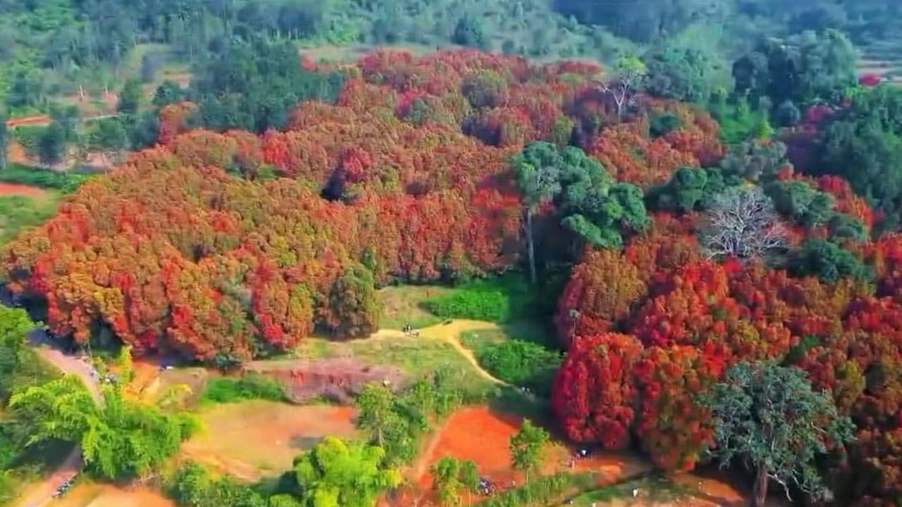 Andhra's Pink Forest