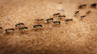 Ugadi 2025: జాతకంలో ఎన్ని దోషాలున్నా తలరాతను తిప్పి రాయగల పవర్ ఆయనదే.. ఉగాది నాడు ఈ ఆలయం ఎక్కడున్నా వెళ్లిరండి