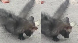 అది వ్యతిరేకించడం కాదు..! పవన్‌కు ఎవరైనా చెప్పండి ప్లీజ్‌..! జనసేనానికి ప్రకాశ్‌ రాజ్‌ కౌంటర్‌