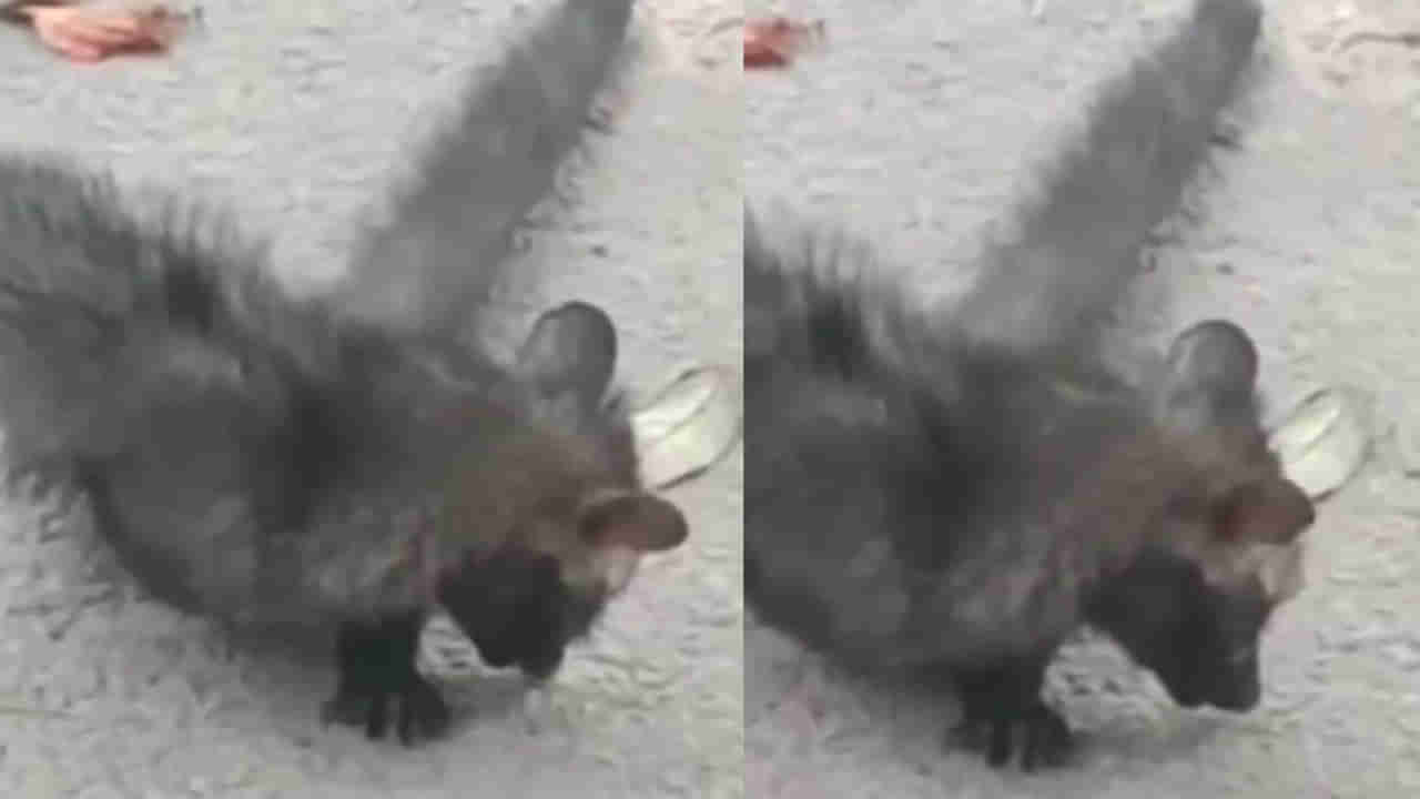 Vizag: పొద్దున్నే వాకింగ్‌కి వెళ్లినవాళ్లకు తారసపడ్డ వింత జీవి.. మునుపెన్నడూ చూడనిది