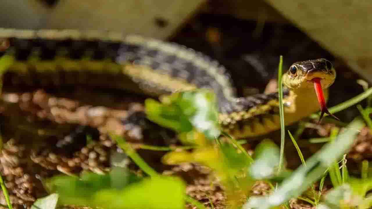 పాములను ఎక్కువగా ఆకర్షించే ఇలాంటివి మీ పరిసరాల్లో ఉంటే ప్రమాదమే..! వెంటనే తీసేయండి..
